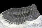 Coltraneia Trilobite Fossil - Huge Faceted Eyes #137325-3